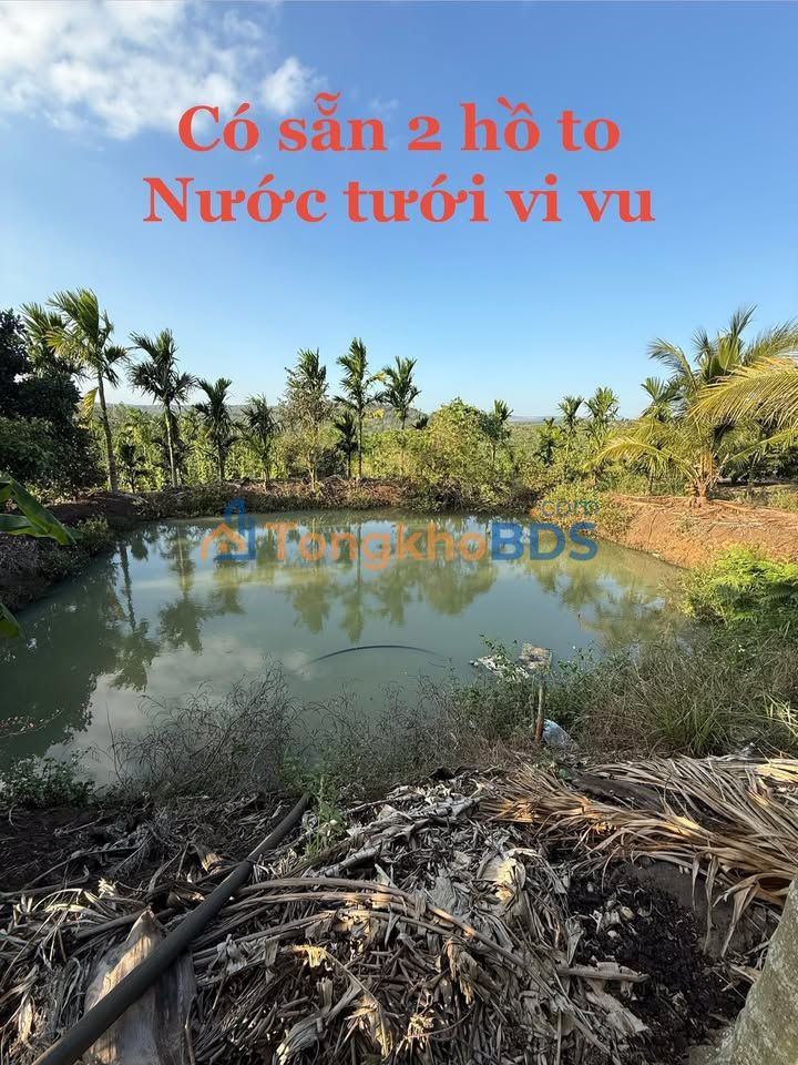 Bán Rẫy Cà Phê Sầu Riêng 360m² Đắk Lắk - Dòng Tiền Ổn Định