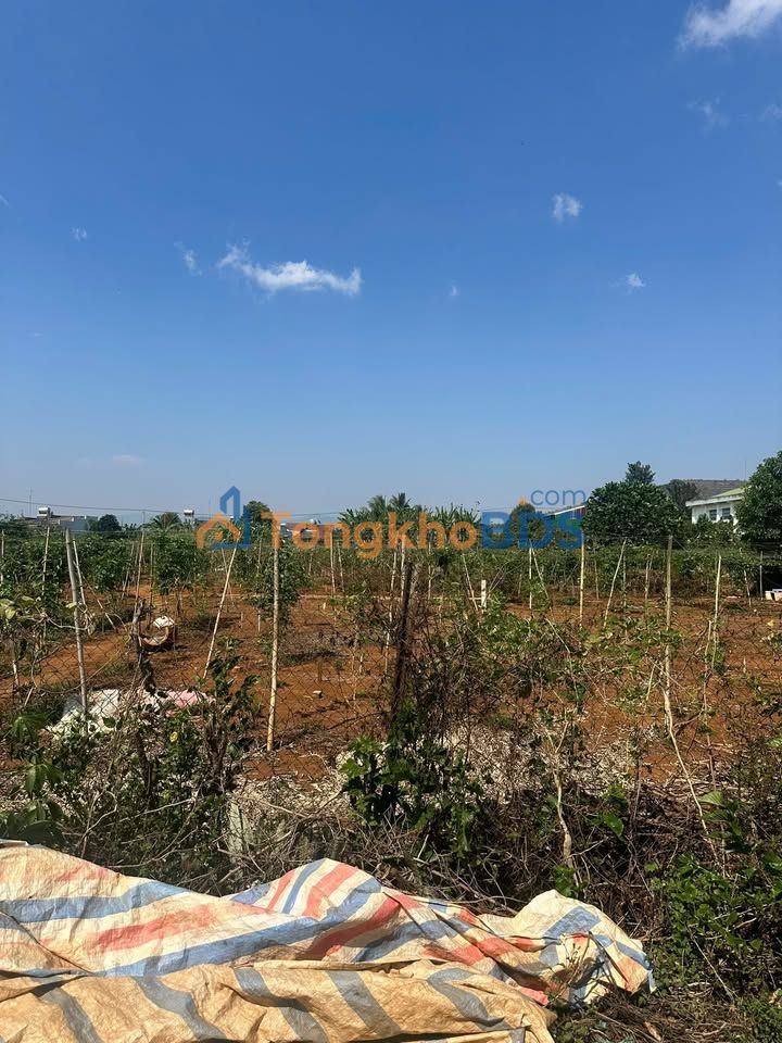 Bán Gấp Đất Vườn Tân Hội, Đức Trọng 18750m² - Sổ Sẵn, Giá 750 Triệu