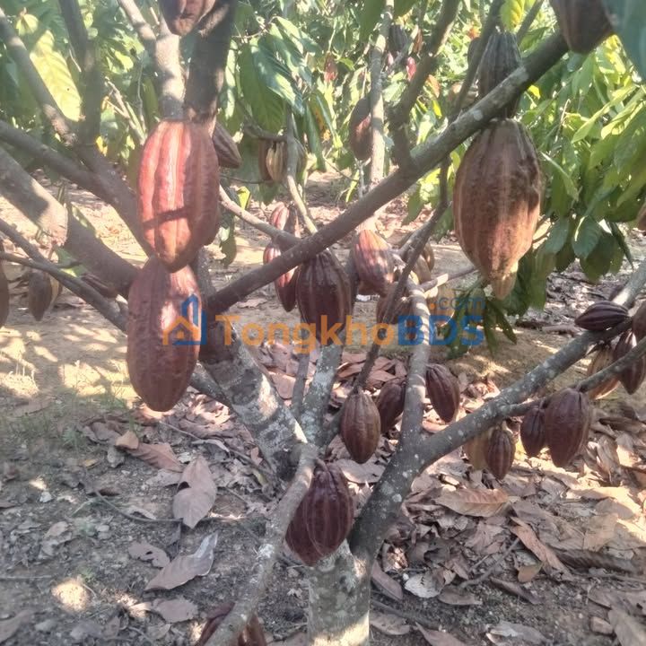 Bán 1.4ha Đất Vườn Eakâr, Đắk Lắk - Vườn Ca Cao Trĩu Quả, Sẵn Sàng Làm Trang Trại