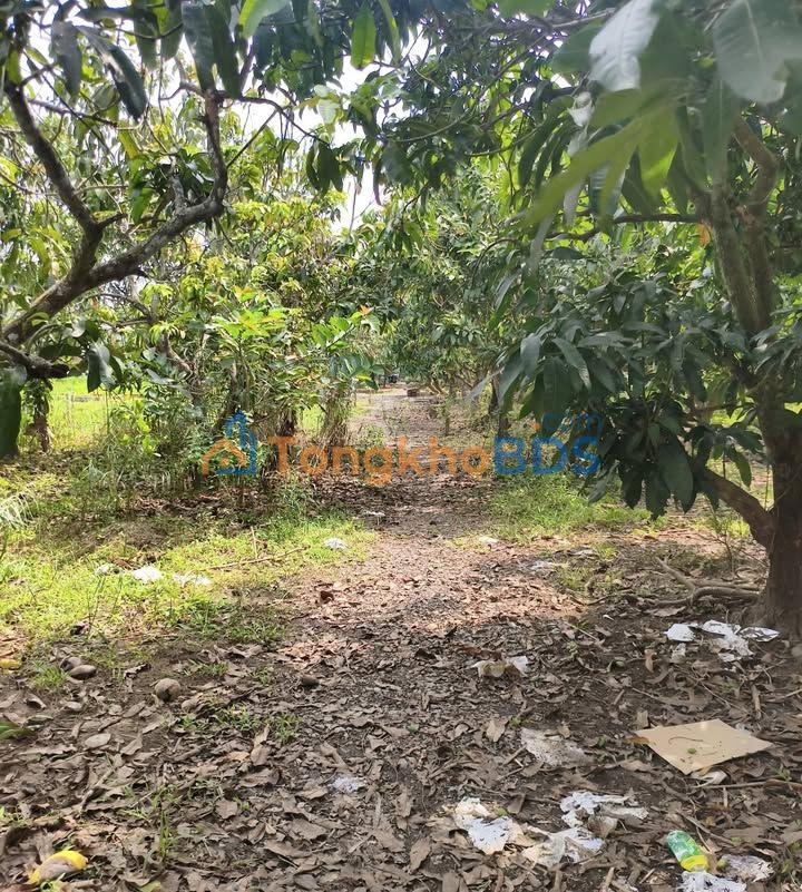 Bán Đất Nền 626m² Phong Điền, Cần Thơ - Sổ Hồng Riêng, Tách 2 Nền