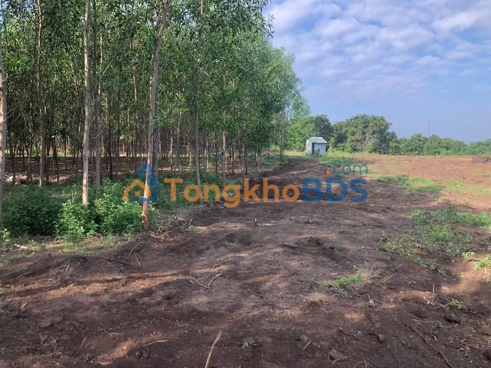 Bán Gấp Đất Vườn 25200m² Đồng Nai - Tiềm Năng Sinh Lời Cao