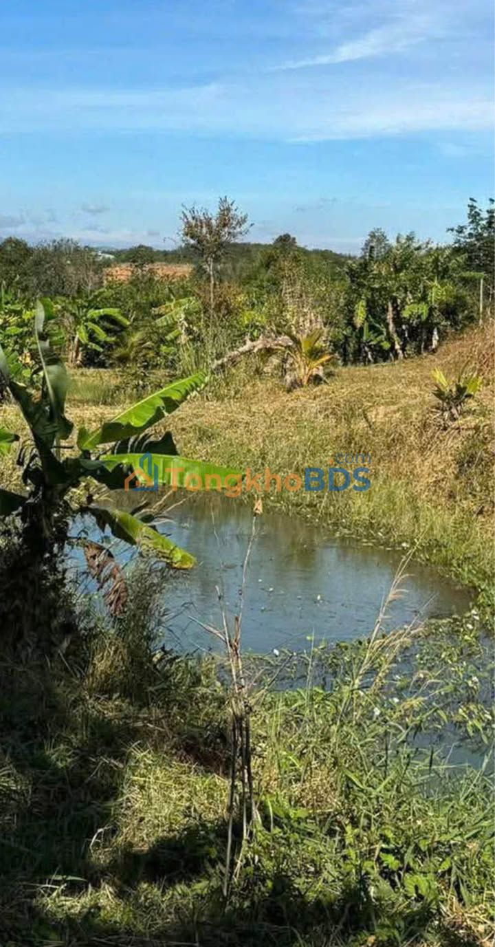 Bán Gấp Farm 17200m² Giáp Suối, Sổ Hồng Riêng - Kon Tum