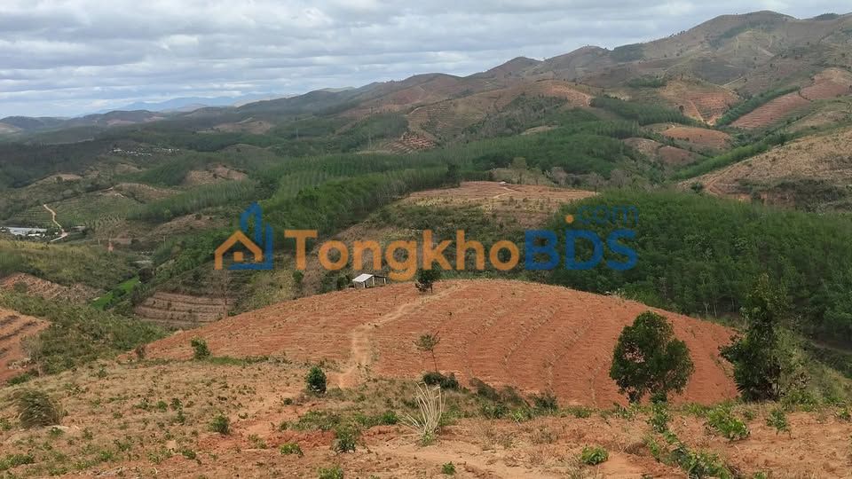 Farm 18.000m² Phường Nguyễn Trãi, Kon Tum - Sẵn Sàng Khai Thác Cao Su