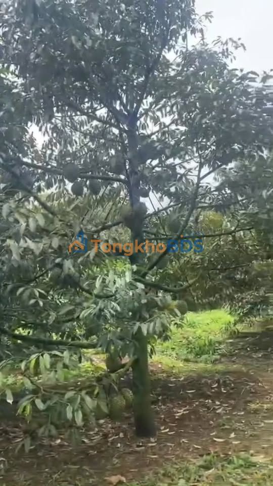 Đất Farm Buôn Hồ 6300m² - Thu nhập 7-8 Tấn Sầu Riêng - Giá 2.7 Tỷ