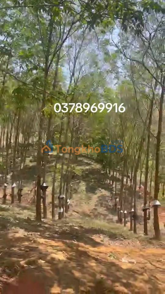 Bán Đất Vườn 3ha Đăk Hà, Kon Tum - Sổ Đỏ Sẵn Sàng, Giá Tốt