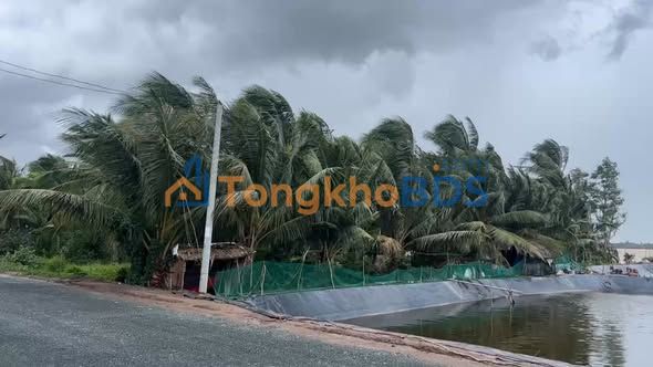 Cho thuê ao tôm 2000m² tại Thạnh Phú, Bến Tre - Sẵn sàng hoạt động