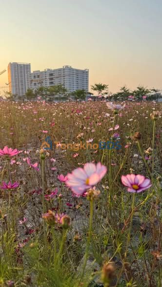 Bán Căn hộ FPT Plaza Đà Nẵng 82m² - 3PN, Sẵn Sàng Ở Ngay!