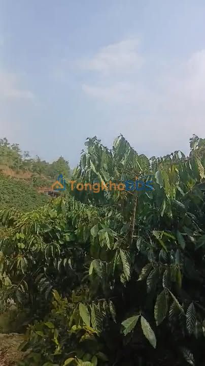 Đất Vườn Ninh Gia Đức Trọng 20.000m² - Sẵn Sàng Làm Sổ, Giá 2.5 Tỷ