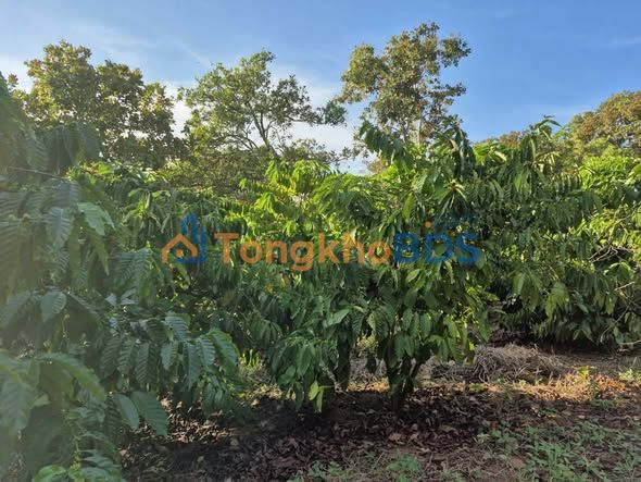 Bán Đất Nền Bù Đăng, Bình Phước - 18.000m² Sổ Đỏ, Mặt Tiền 50m, Giá 1 Tỷ