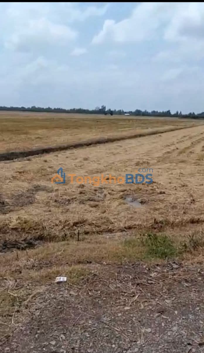 Cho thuê 15.000m² đất nông nghiệp Châu Thành, Đồng Tháp - Giá tốt 75 triệu/năm