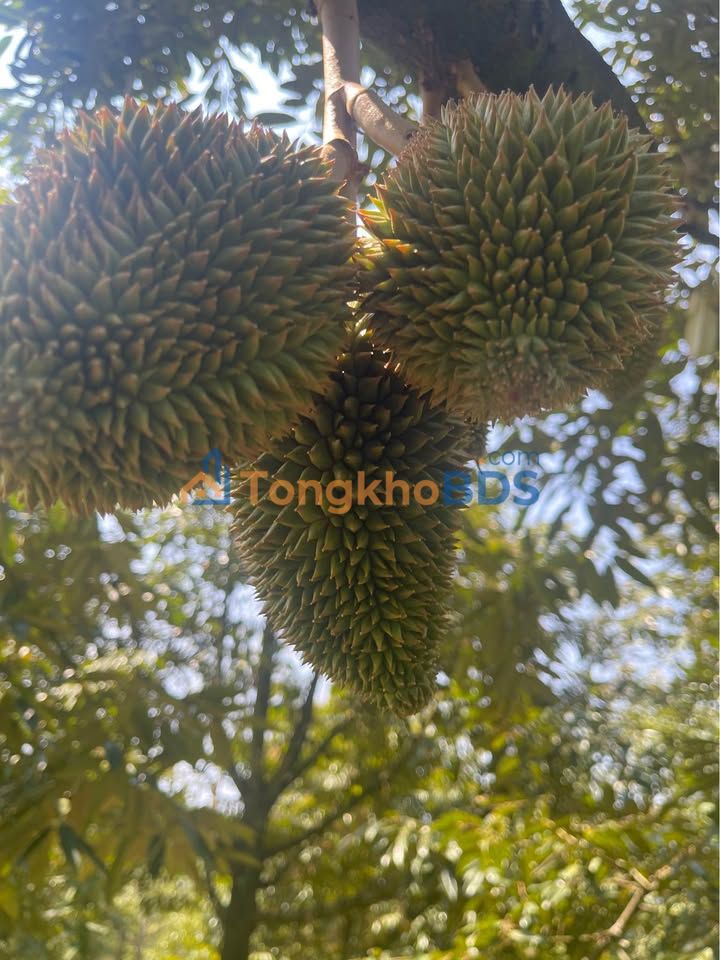 Farm Sầu Riêng 5.5ha Xã Bình Giã, Châu Đức - 800 Cây Thu Trái, Sổ Đỏ Rõ Ràng