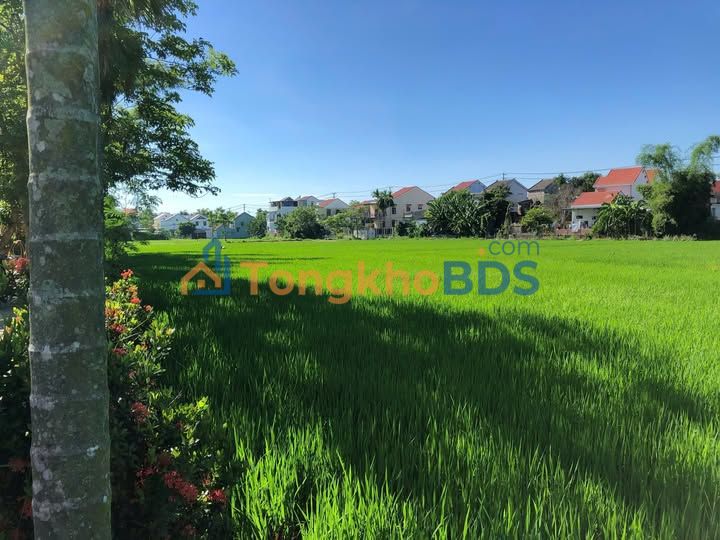 Đất nền 100m² Phố Cổ Hội An - View Lúa, 2 Mặt Tiền Đẹp