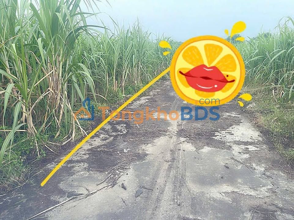 Bán Đất Nền 1159m² Bình Tân Phú, Bình Sơn, Quảng Ngãi - Sổ Đỏ Công Chứng