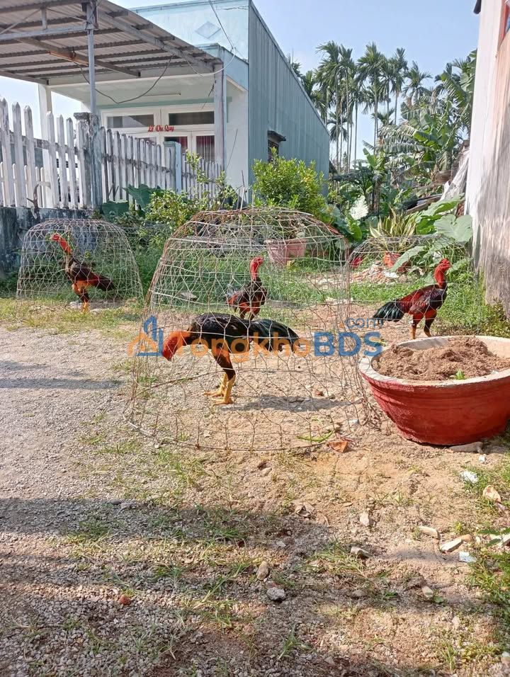 Đất thổ cư 159m² Nghĩa Hà, Quảng Ngãi - Sổ hồng sẵn, giá tốt