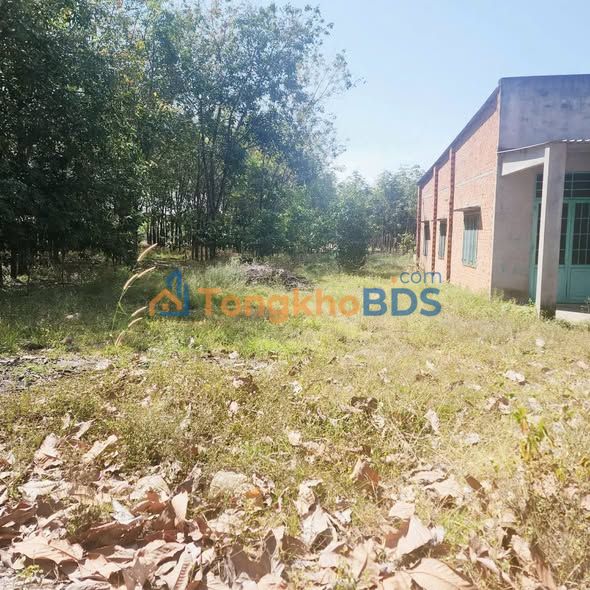 Bán Gấp Đất Vàng Mặt Tiền DH 519, Phú Giáo, Bình Dương - 3350m² Sổ Hồng Riêng