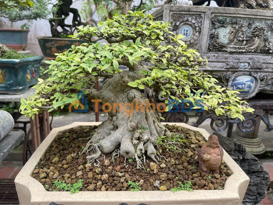 Đất nền Quảng Lưu 1244m² - Sổ đỏ sẵn, giá tốt