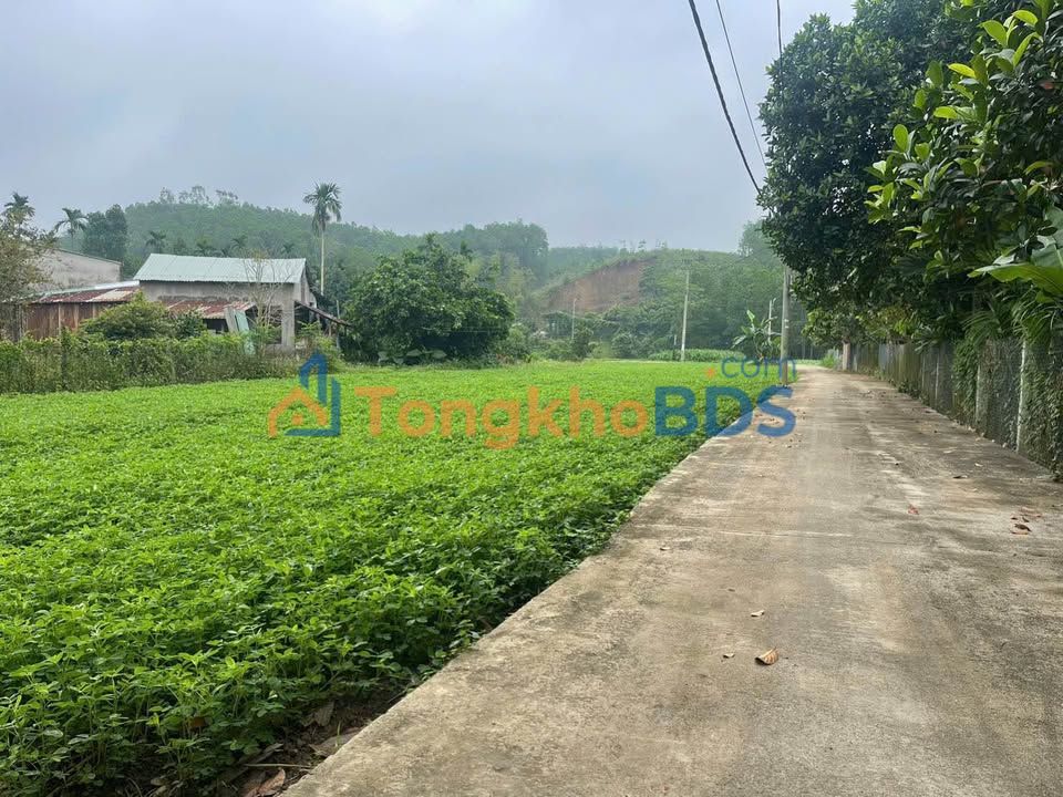 Đất Trồng Cây Lâu Năm Phú Hòa 2400m² - Sổ Sẵn Sẵn Sàng Đầu Tư