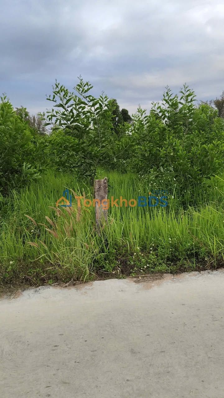 Đất Vườn Keo Hàm Liêm 4000m² - Giá Đầu Tư 1.56 Tỷ