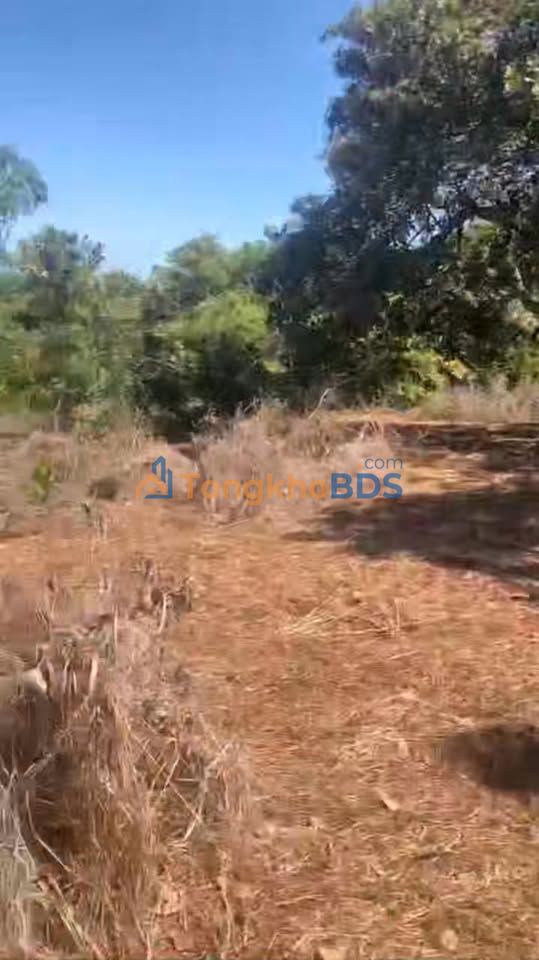 Bán Gấp 1.8ha Đất Vườn Giáp Sông Lớn, Bình Minh, Bù Đăng - Giá Tốt