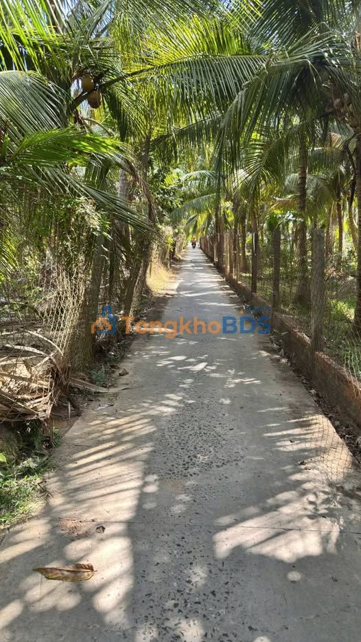 Bán Gấp Đất Vườn 3760m² Vĩnh Long - 75 Gốc Sầu Ri6 Tốt