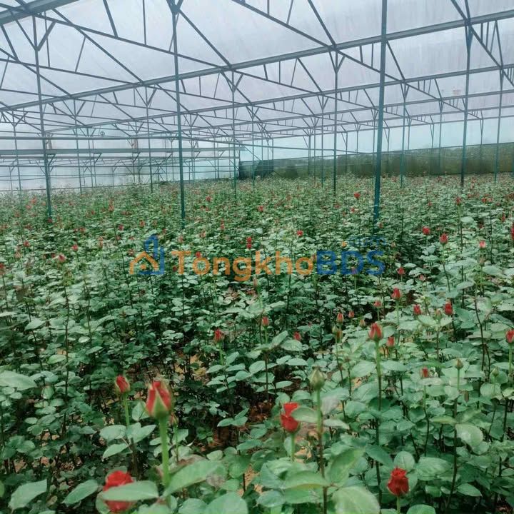 Bán Gấp Vườn 7200m² Lạc Dương, Đà Lạt - Sổ Riêng, Ô Tô Tận Nơi