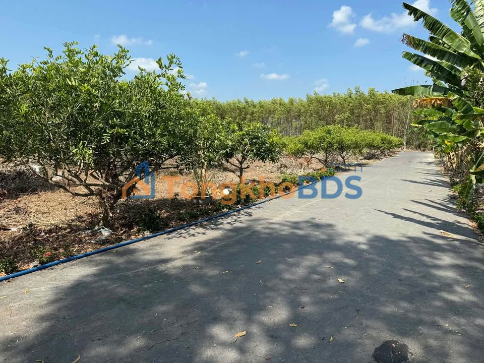 Đất Vàng Xuyên Mộc - 2737.5m² Sổ Đỏ Chính Chủ, Giá Tốt Đầu Tư