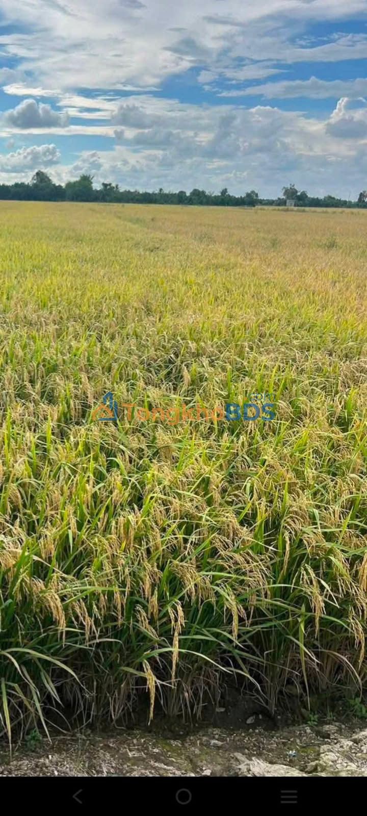 Bán Đất Mặt Tiền Thủy Lợi, Đồng Tháp - 60.000m² Giá Tốt