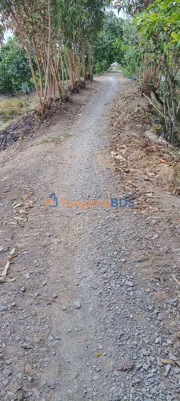 Bán Gấp 4 Công Đất Vườn Mặt Tiền Lộ Xanh Cái Bè, Tiền Giang - Giá Tốt