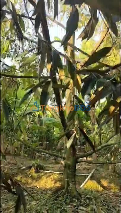 Farm Sầu Riêng Musang King Xã Phú An, Cái Bè - Hợp Tác Ăn Chia 6/4