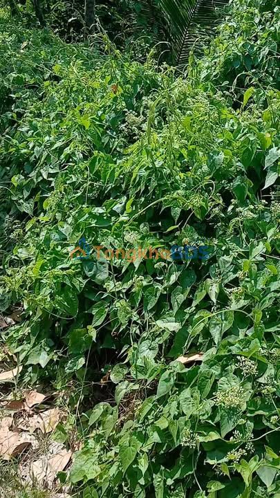 Đất Vườn Mít 4000m² Mặt Tiền Sông Tiền - Cai Lậy, Tiền Giang