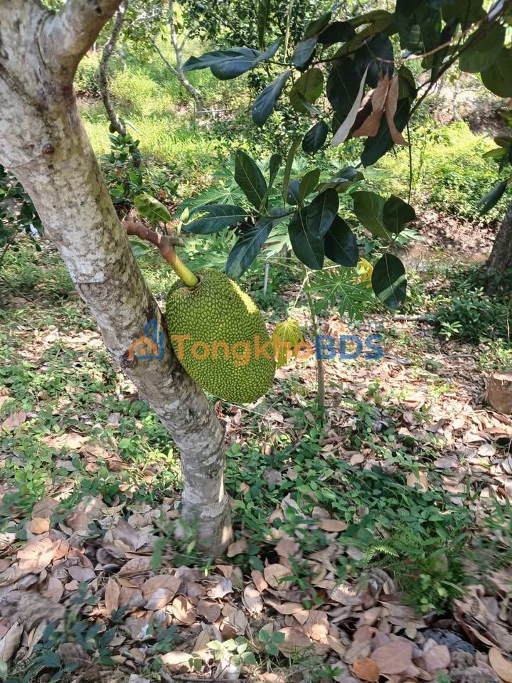 Bán Gấp 4000m² Đất Vườn Mít Mặt Tiền Sông Tiền - Cai Lậy, Tiền Giang