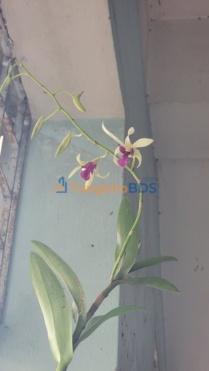 Mặt tiền KD Sầm uất Núi Thành 208m² - Giá đầu tư 23.9 tỷ