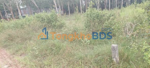 Đất Nền 500m² Thạnh Tây, Tân Biên, Tây Ninh - Sổ Hồng Sẵn Sàng