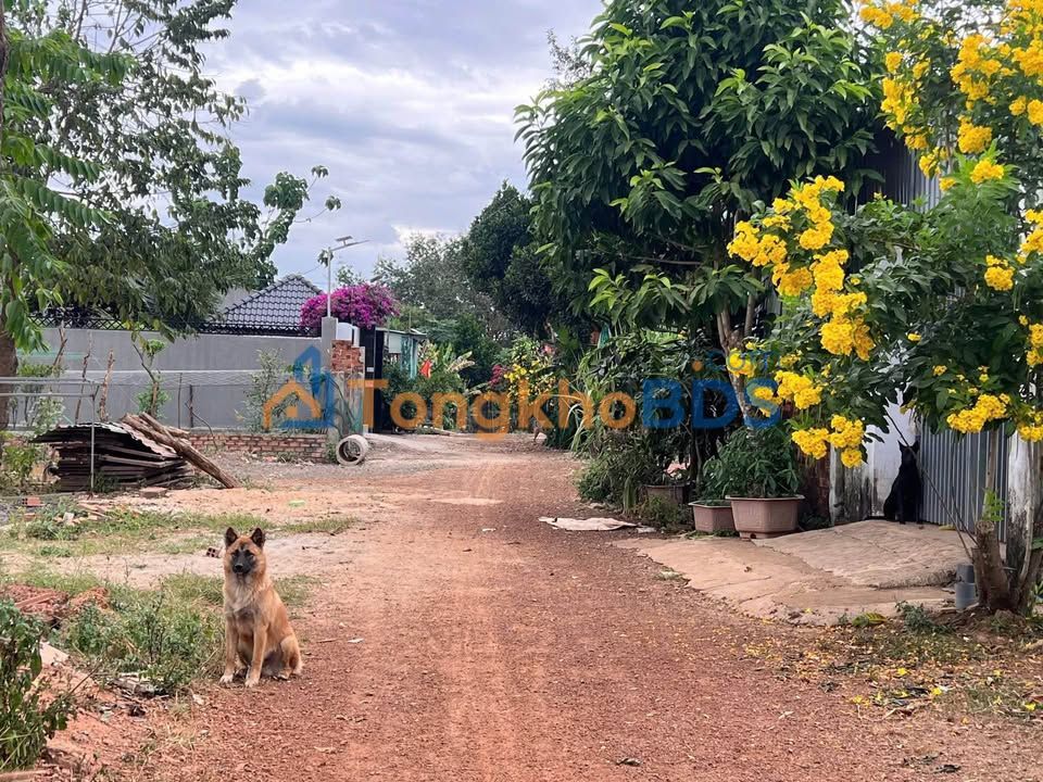 Đất 132m² Tiến Thành Đồng Xoài - Giá 580 Triệu Sổ Sẵn