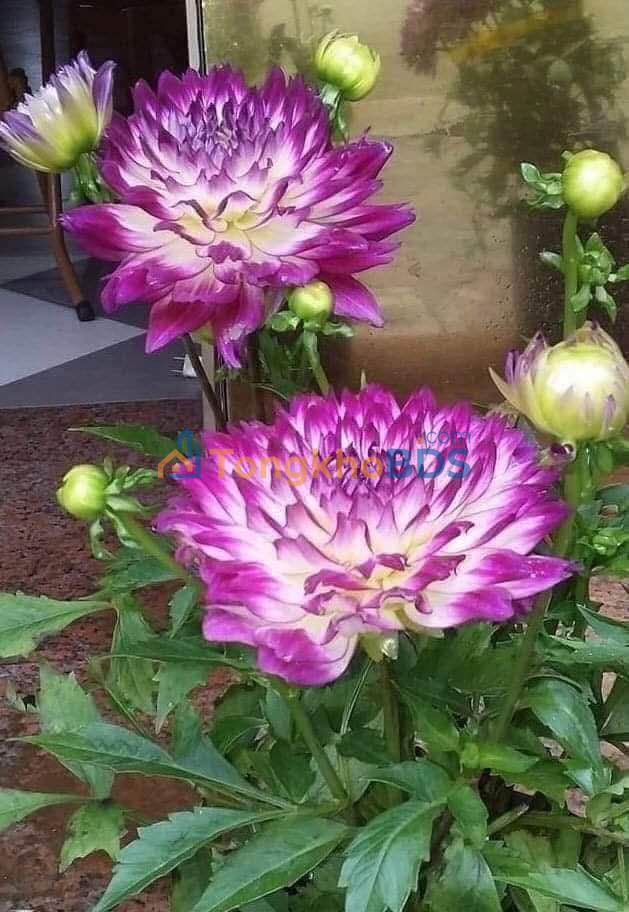 Đất Ruộng 36.000m² Sổ Hồng Riêng Tại Châu Thành, Kiên Giang - Giá Đầu Tư 21.45 Tỷ