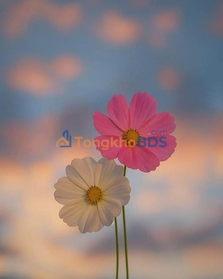 Bán Lỗ Sâu Đất Hợp Tiến, Triệu Sơn 192m² Sổ Hồng - Cơ Hội Đầu Tư Vàng