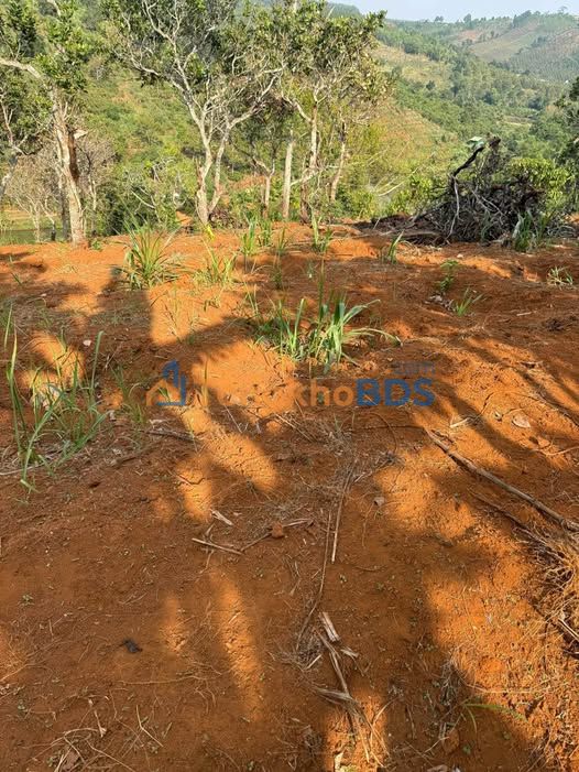 Bán Đất Vườn Đắk Nông 20.000m² - Sổ Đỏ Rõ Ràng, Xe Hơi Tới Tận Nơi