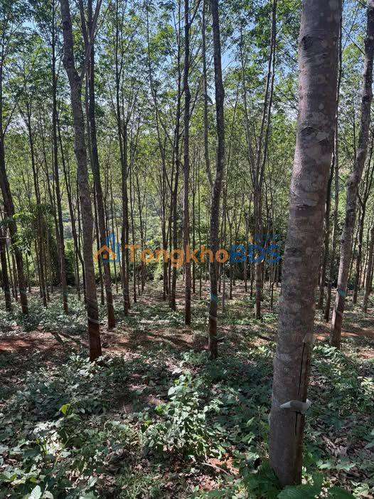 Bán Gấp Farm 3.2ha Đắk Nông - Sổ Đỏ, Ô Tô Tới Nơi, Giá 5.12 Tỷ