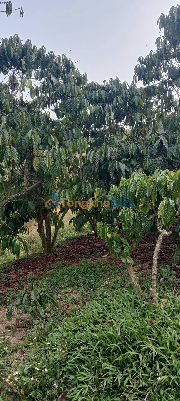 Bán Đất Vườn Lâm Hà 1.3ha - Sổ Đỏ Rõ Ràng, Giá Đầu Tư 4.9 Tỷ