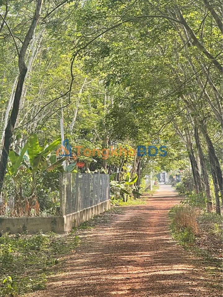 Đất Vườn Long Hòa, Dầu Tiếng - 2300m² Giá Đầu Tư Chỉ 600 Triệu