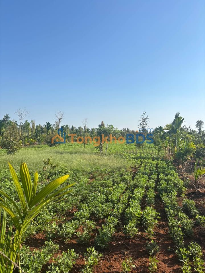 Bán Đất Vườn 7200m² Đắk Lắk - 900 Triệu, Sầu Riêng Trĩu Quả