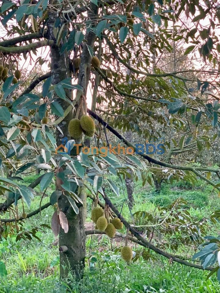 Bán 4.5 công đất vườn sầu riêng 6 năm tuổi, Vĩnh Long - 1.26 tỷ