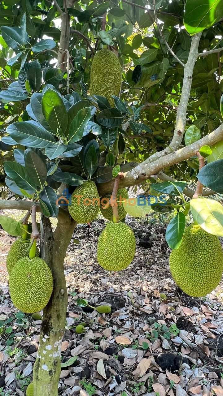 Farm Sầu Riêng Musang King 6.3 Xào Đồng Nai - Giá Tốt 4.095 Tỷ