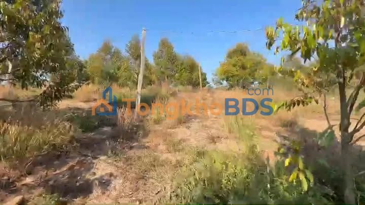 Bán Gấp 25.200m² Đất Rẫy Sầu Riêng Thái - Chư Sê, Gia Lai - Sẵn Sàng Thu Hoạch