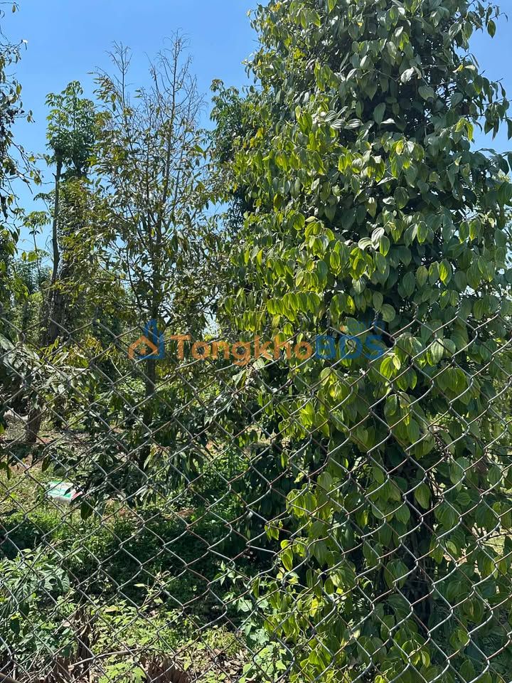 Bán Rẫy 2520m² Đăk Phơi - Mặt Tiền Đẹp, Sầu Riêng, Tiêu, Cà Phê