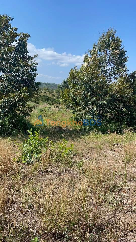 Đất Rẫy 4.8ha Eak M'Nuin, Krông Búk - Trồng Cà Phê, Sầu Riêng Kinh Doanh - 12.36 Tỷ