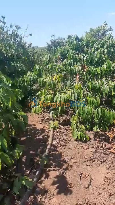 Bán Gấp 20.000m² Đất Rẫy Ea Súp, Đắk Lắk - Trồng Cà Phê Thắng Lợi