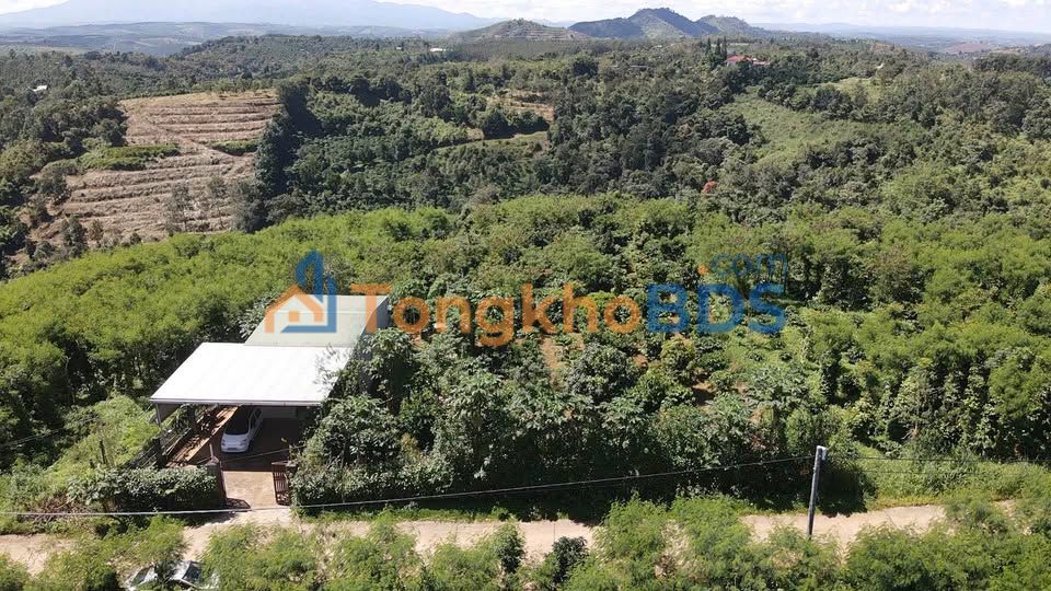 Bán Gấp Farm 16.000m² Mặt Tiền Đường Bê Tông, Sổ Đỏ Đất Ở Đô Thị - Bảo Lộc