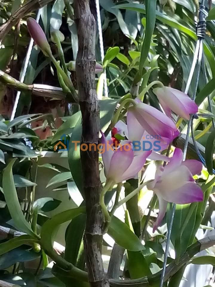 Bán Đất Nền 234m² Xã Đinh Văn, Kỳ Sơn - Giá 870 Triệu