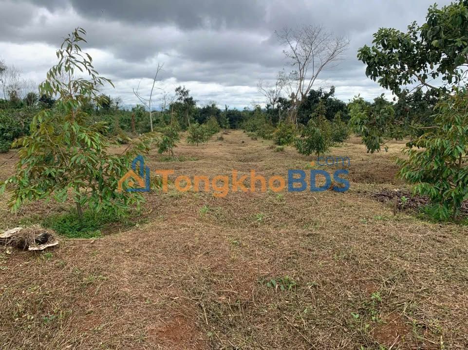 Bán Đất Rẫy Cuor Đăng 9 Sào - Sổ Đỏ F0 Giá Đầu Tư 850 Triệu/Sào